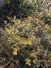 Polygonella polygama brachystachya