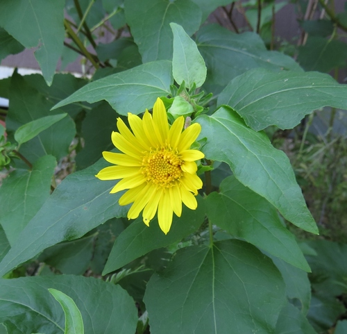 iNaturalist observation photo of canyon sunflower
