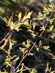 Polygonella polygama brachystachya