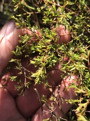 Polygonella polygama brachystachya