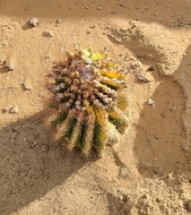 Cactoideae