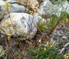 Corydalis casimiriana