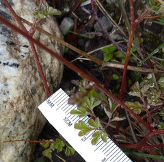 Corydalis casimiriana