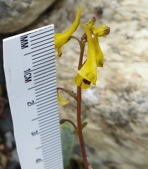 Corydalis casimiriana