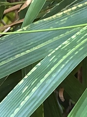 Stigmaeopsis celarius