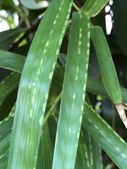 Stigmaeopsis celarius