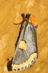 Chrysoecia morga