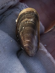 Brachidontes
