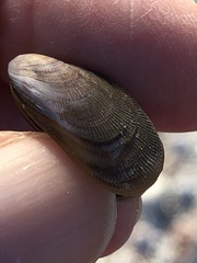 Brachidontes