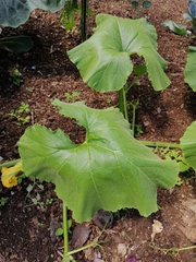 Cucurbita maxima maxima