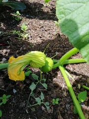 Cucurbita maxima maxima