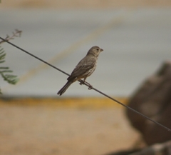 Haemorhous mexicanus