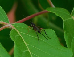 Ichneumonidae