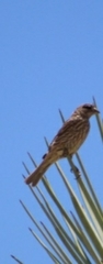 Haemorhous mexicanus