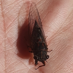 Atrapsalta encaustica