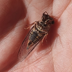 Atrapsalta encaustica