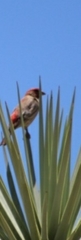 Haemorhous mexicanus