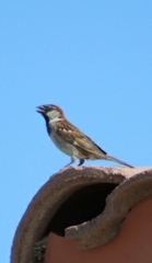 Passer domesticus