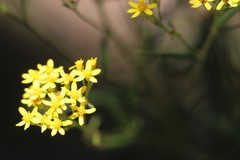 Senecio linearifolius linearifolius