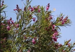 Chilopsis linearis