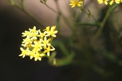 Senecio linearifolius linearifolius