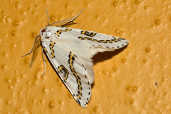 Philtraea mexicana