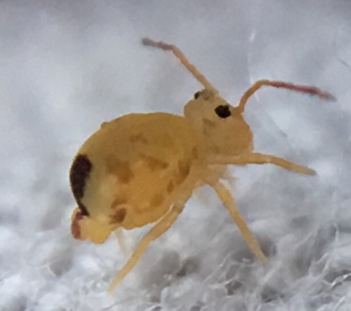 Dicyrtomina minuta