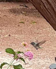 Trochilidae
