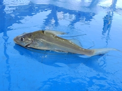 Pimelodus
