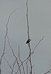Trochilidae