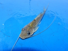 Pimelodus
