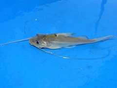 Pimelodus