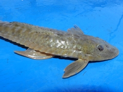 Loricariichthys