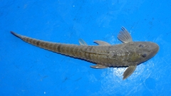 Loricariichthys