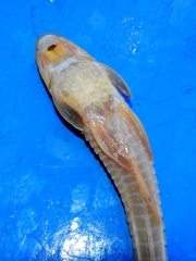 Loricariichthys