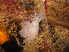 Dendronotus