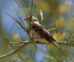 Passer domesticus
