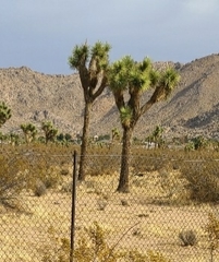 Yucca brevifolia