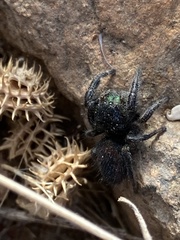 Phidippus boei