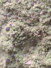 Bilimbia sabuletorum