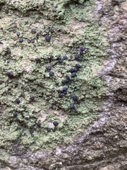 Bilimbia sabuletorum