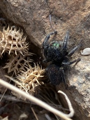 Phidippus boei