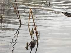Nelumbo lutea