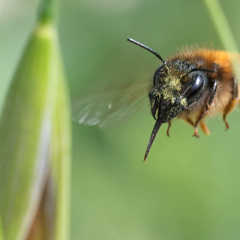 Osmia tricornis