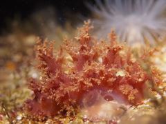 Dendronotus