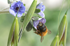 Osmia tricornis