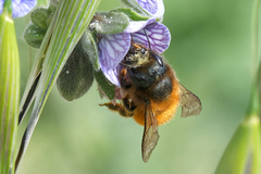 Osmia tricornis
