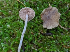 Cystoagaricus