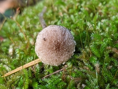 Cystoagaricus