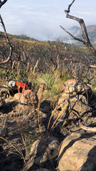 Calochortus fimbriatus